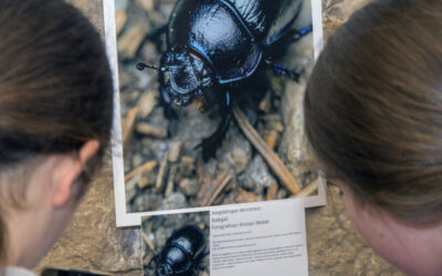 Izlet na izložbu „Kukci našeg grada“