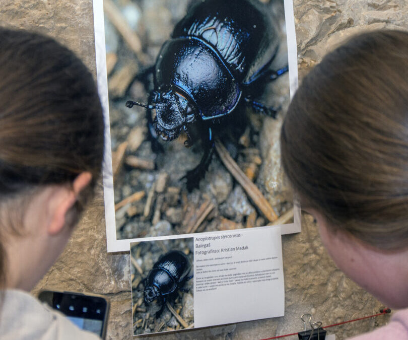 Izlet na izložbu „Kukci našeg grada“